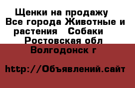 Щенки на продажу - Все города Животные и растения » Собаки   . Ростовская обл.,Волгодонск г.